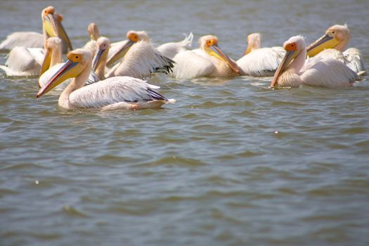 Group of pelicans in the Djoudj National park