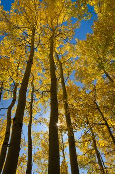 Grove of Quaking Aspen (Populus tremuloides) trees in autumn, Grand Teton National Park, Wyoming, USA