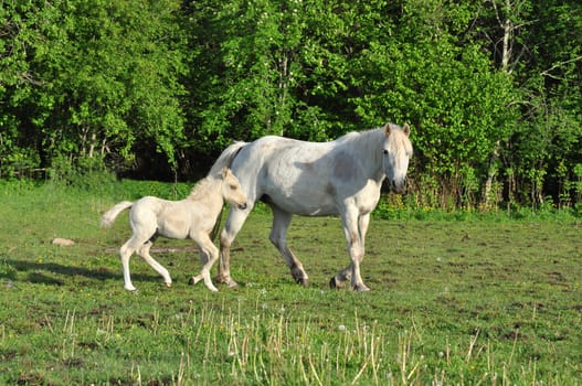 White mare with foal on green meadow.