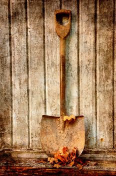 old fashion spade with dry leaves against an old wooden wall.