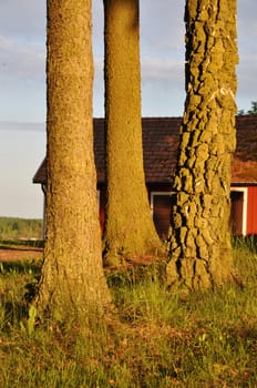 Three tree trunks with a red cottage in the background.