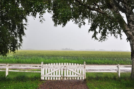 White gate into a foggy field on a rainy summer day.