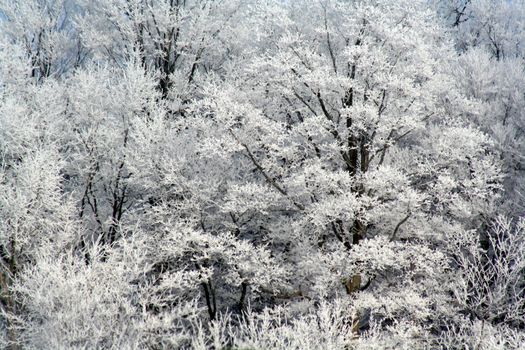 A frost covered decidious forest.
