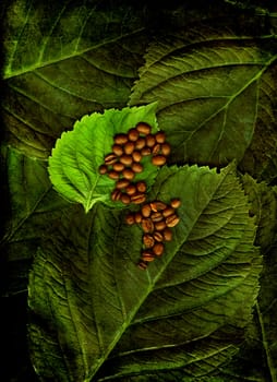 Coffee beans on green leaves.