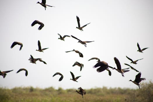 Birds flying in the Djoudj National Park, a paradise for birds