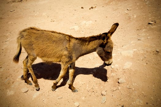 Donkey in the Medina in Marrakesh, Morocco
