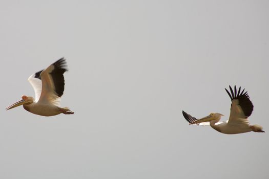 Pelicans flying in the Djouj Bird National Par in Senegal