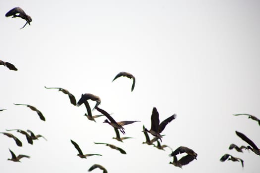 Birds flying in the Djoudj National Park, a paradise for birds