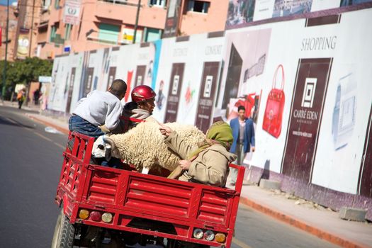 Red motorbike with peole and a goat in the street of Marrakesh