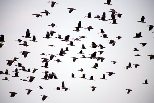 Birds flying in the Djoudj National Park, a paradise for birds