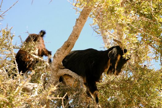 Goat feeding high in the branches of a tree in Morocco