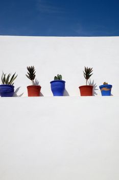 White wall with aligned plants with blue sky