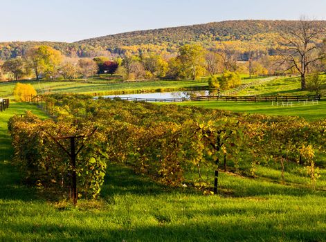 Row between grape vines leads to a set of trees with autumn leaves