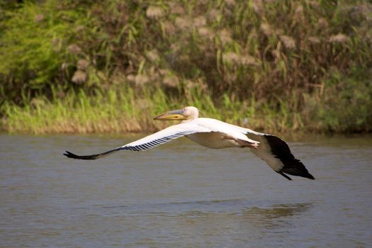 Pelican flying in the Djouj Bird National Par in Senegal