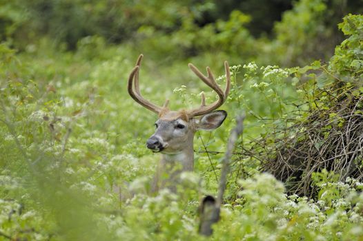A whitetail deer buck in summer velvet close up head shot.