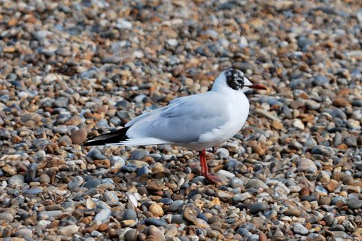 Black headed Gull on shingle Beach