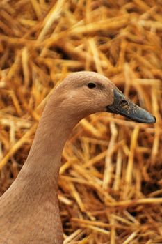 Portait of farm duck