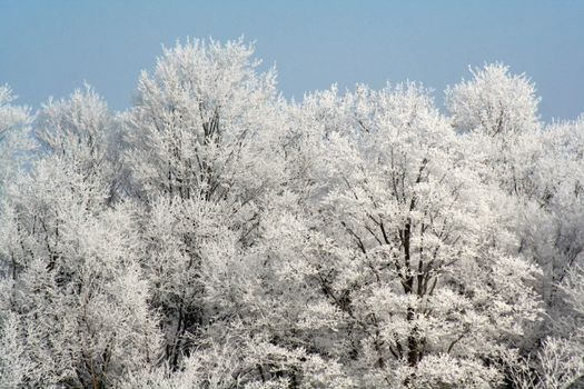 A frost covered decidious forest set against a blue sky.
