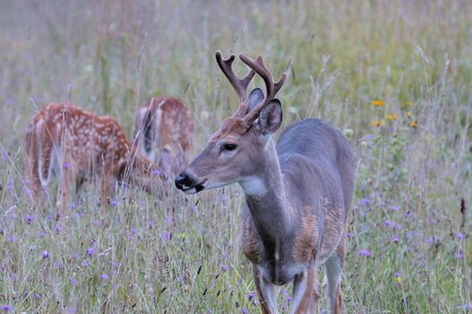 A whitetail deer buck in summer velvet standing in a field with fawns.
