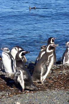 Pinguins of Magellan in Chile - Patagonia