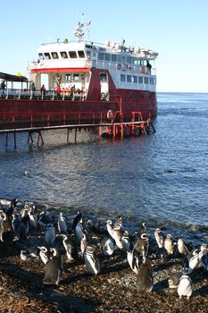 Pinguins of Magellan in Chile - Patagonia