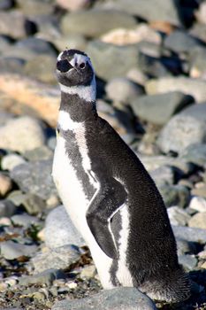 Magellanic penguin, Peninsula Valdez, Patagonia, Argentina.