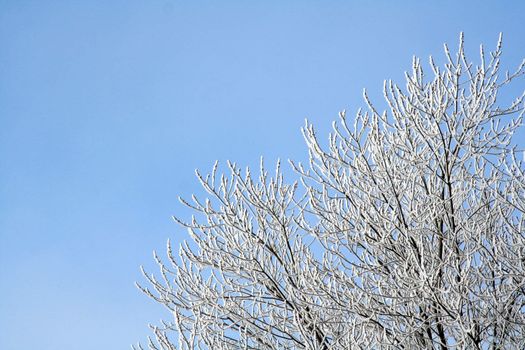 A frost covered decidious tree set against a blue sky.
