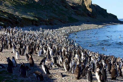 Pinguins of Magellan in Chile - Patagonia
