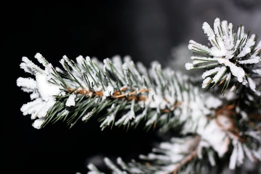 Pine branch with ice crystals on the needles