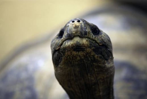 Galopagos tortoise