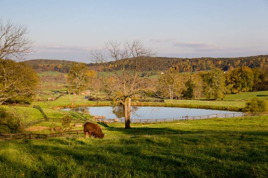 Large brown bull grazes in a meadow by a lake in an autumn scene
