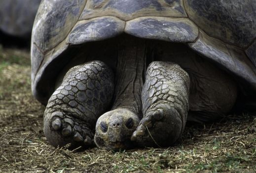 Galapagos Tortoise