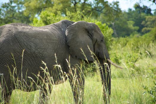 Elephant in the bush - Moremi Nature Reserve in Botswana