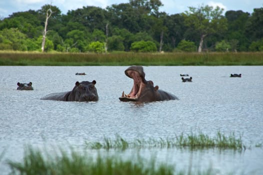 Group of hippos sitting in the water rearing  with forest in the background, in Moremi Nature Reserve
