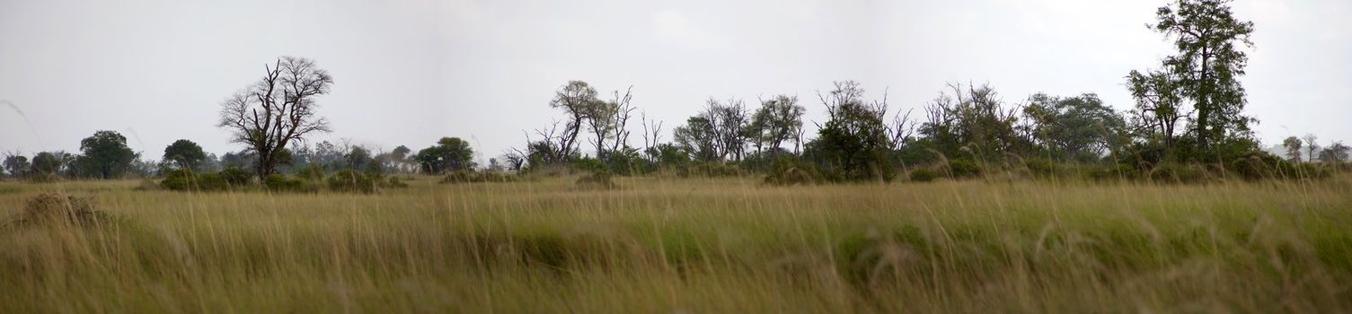 Okavango delta in North of Botswana