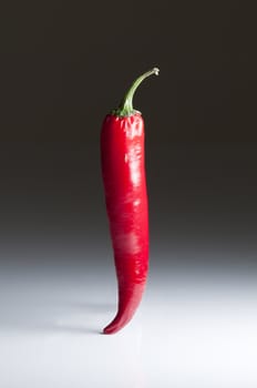 Red hot chili pepper for spicy food