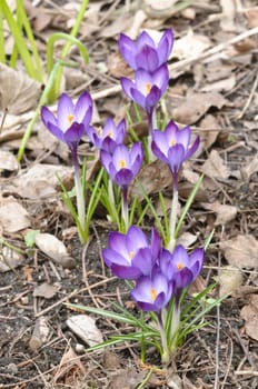Purple, white and  yellow  Crocus flowers in full bloom in spring