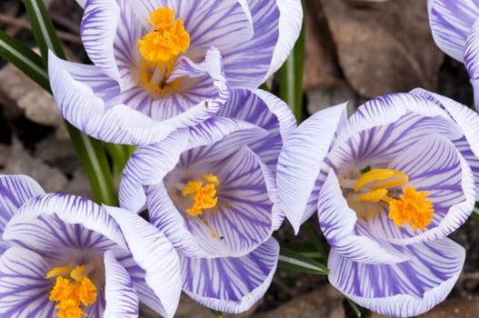Purple, white and  yellow  Crocus flowers in full bloom in spring