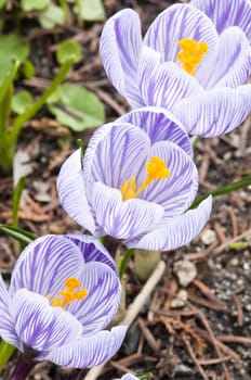 Purple, white and  yellow  Crocus flowers in full bloom in spring