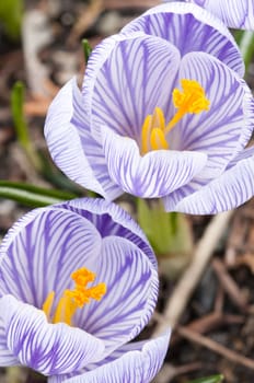 Purple, white and  yellow  Crocus flowers in full bloom in spring