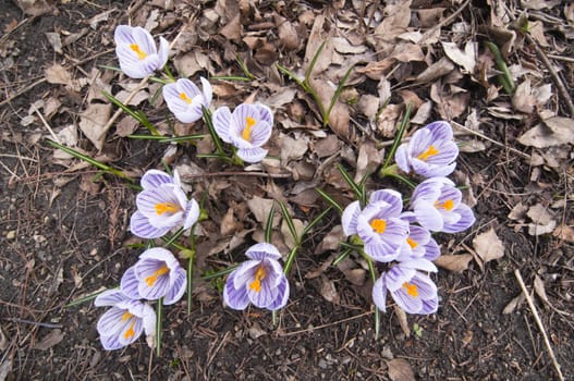 Purple, white and  yellow  Crocus flowers in full bloom in spring