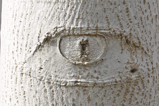 Eye-shaped knot on white tree bark