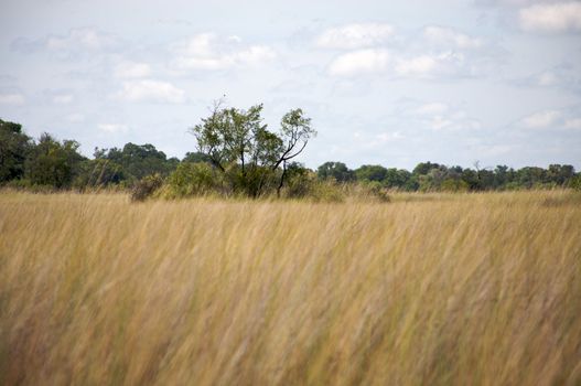 Okavango delta in North of Botswana