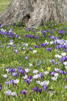 Purple, white and  yellow  Crocus flowers in full bloom in spring