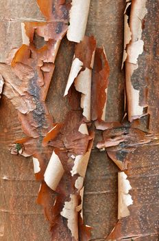  Bark detail of the Paperbark Maple tree, Acer griseum