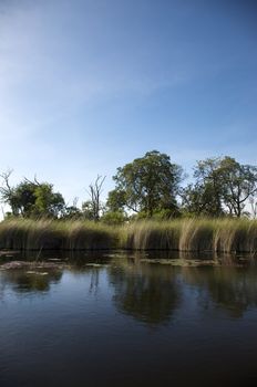 Landscape of water and grass in the Okavango Delta in North of Botswana. The Delta is the biggest sweatwater reservoir in this area and the water is absolutely clean