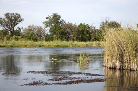 Okavango delta in North of Botswana