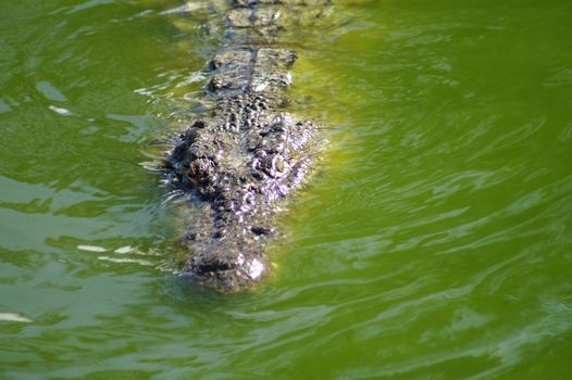 Alligator hunting in the rivers of Africa 