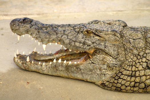 Alligator hunting in the rivers of Africa 