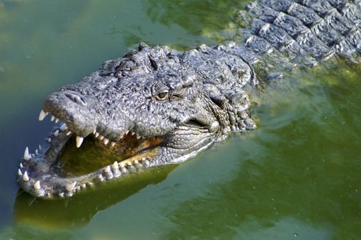 Alligator hunting in the rivers of Africa 